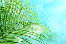 Beautiful palm leaves on light background, closeup and space for text. Exotic plant