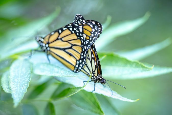 Mating Behavior of Endangered Monarch Butterflies on Green Foliage.