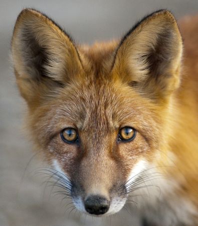 Close up portrait of fox