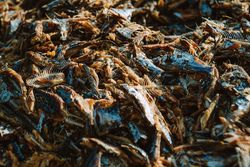 Heap of eaten fish bodies