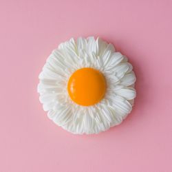 Daisy flower with egg yolk