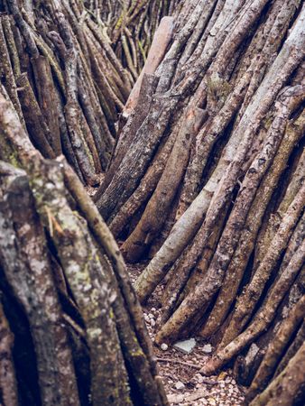 Pile of stacked tree branches