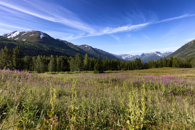Alaska fireweed meadow with snowcapped mountains and blue sky