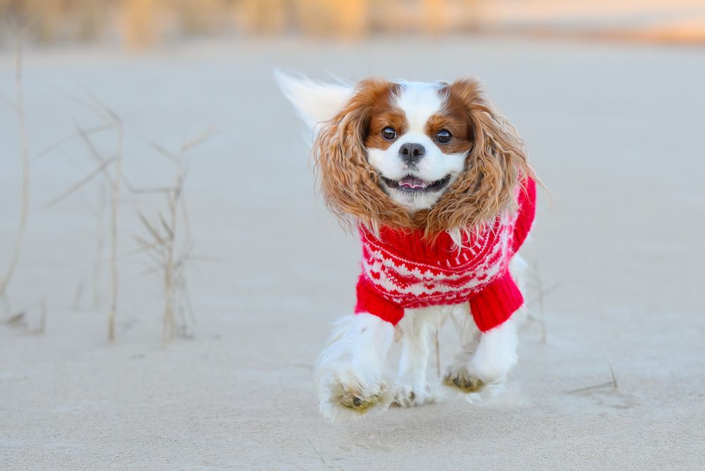 Cocker spaniel in knitted red shirt