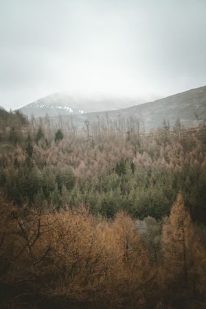 Misty view of forest and mountains covered with fog in Northern Ireland