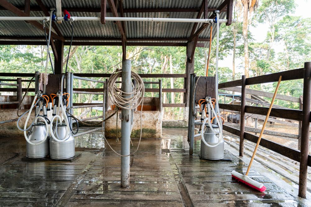 Empty Milking Parlor in a Dairy Farm. Natural Surrounding