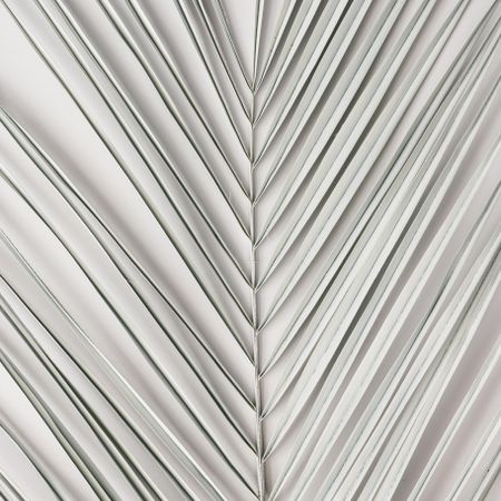 Tropical palm leaf on light background