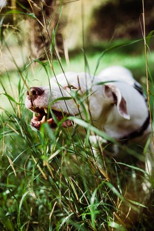 Cute dog biting at tall grass outside