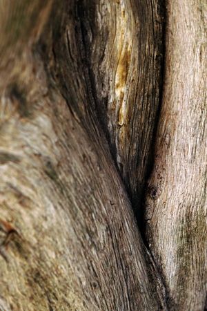 Texture of brown tree bark in nature