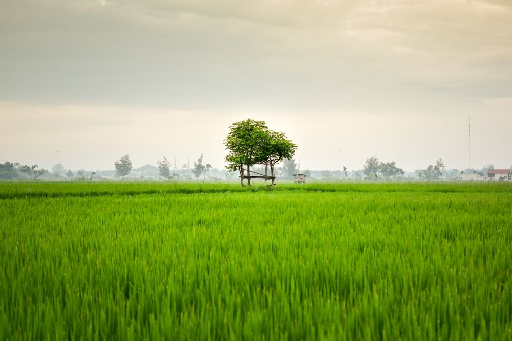 Lush green grass with trees on foggy day in Indonesia