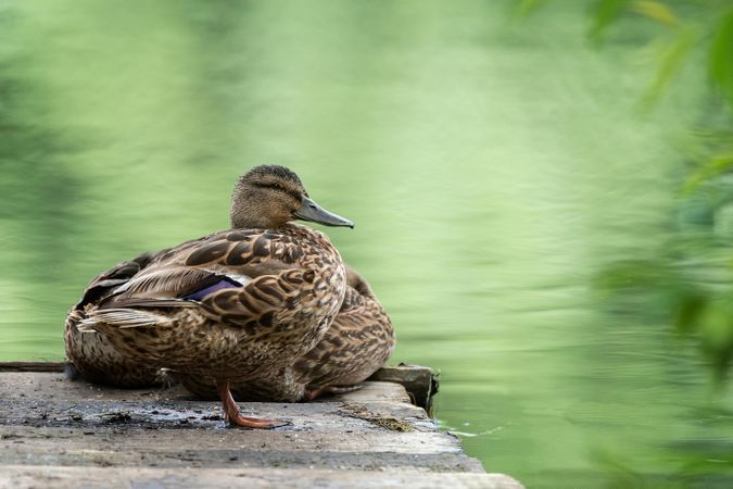 Two brown ducks on gray concrete surface near body of water