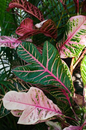 Tropical leaves