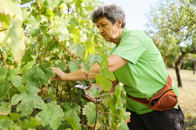 Close shot of a woman working in a vineyard.