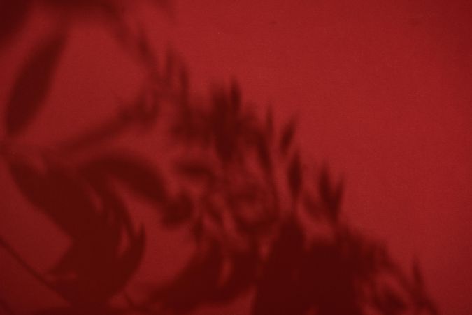 Top view of tropical leaf shadow on red background