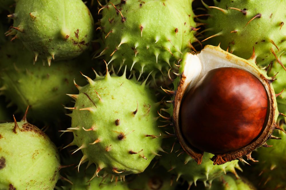 Fresh and ripe chestnuts, close up, Autumn chestnuts