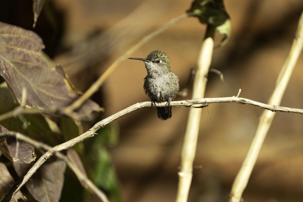 Hummingbird on branch at the Arizona-Sonora Desert Museum in Tucson, Arizona