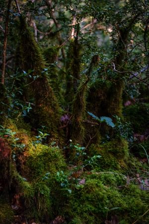Mossy ground of forest, vertical