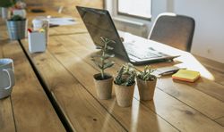 Workplace with laptop and assorted cactus in the foreground