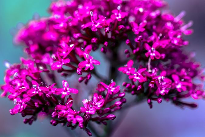 Close up of bright pink flowers