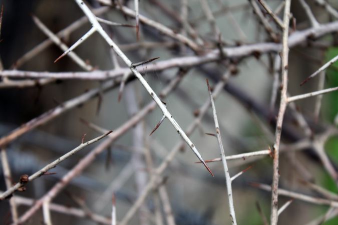Close up of thorny branches wild in nature
