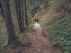 Tourists walking on path among beautiful forest