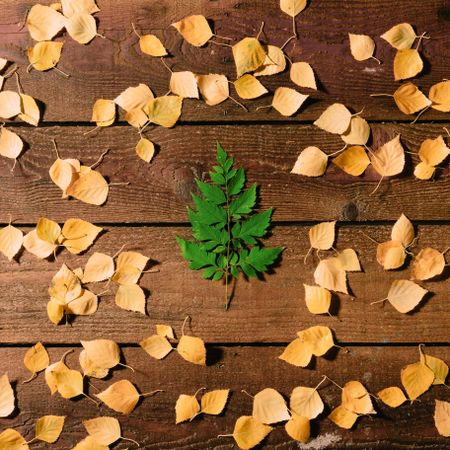 Green leaf in shape of Christmas tree on autumn leaf wooden background