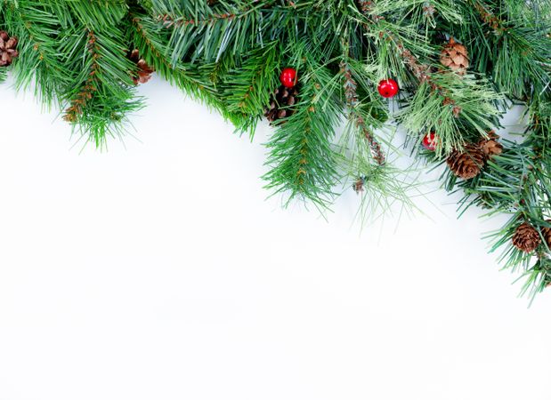 Christmas tree evergreen branches on a plain background
