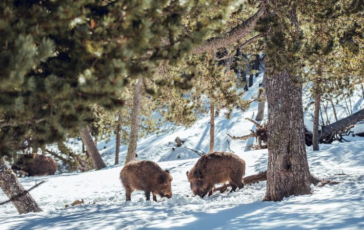 Boars pasturing between trees and snow