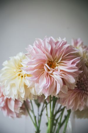Bunches of flowers in vases on table