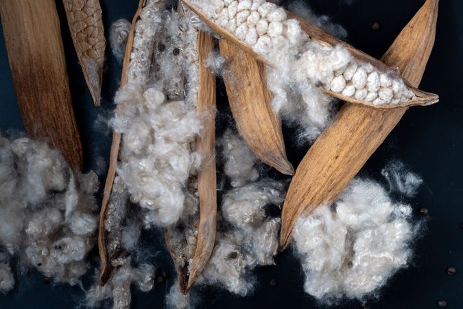 Kapok, tropical cotton fruit used for fiber and seed,