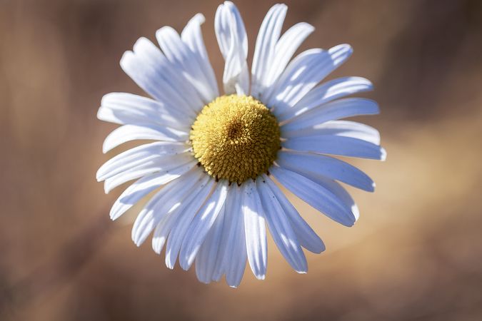 Top view of daisy on background with selective focus