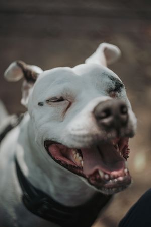 Happy amstaff dog spending time in street