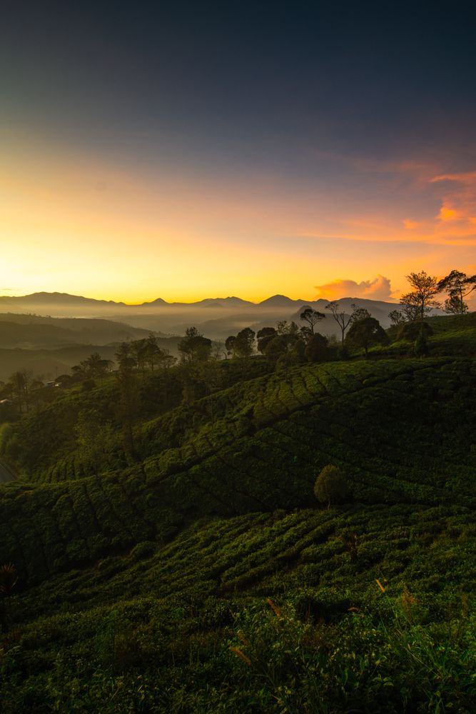Tea Plantation at Sunrise