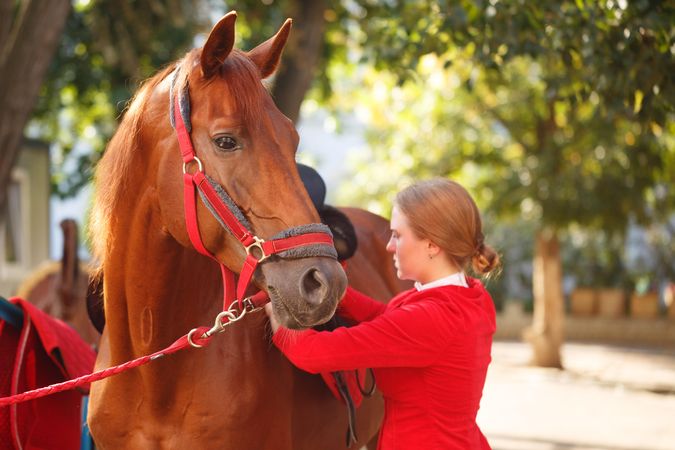 Pedigree horse for equestrian sport in red uniform