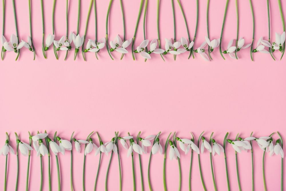 Snowdrop flowers bordering on pink background
