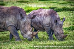 Two Rhinoceros in Kenya 48O8R5