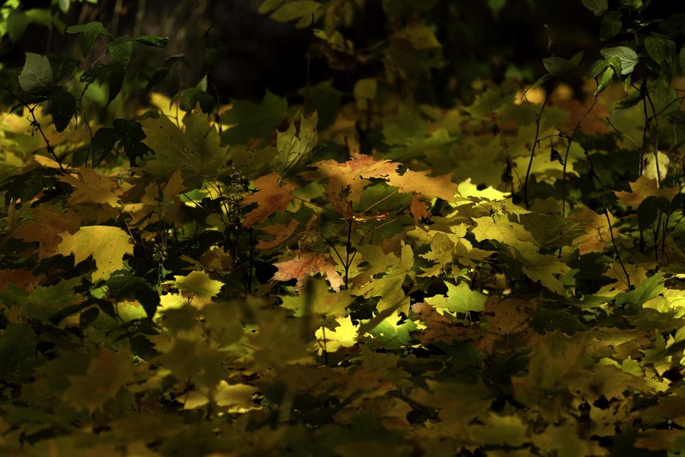 Autumn leaves in light and shadows at Father Hennepin State Park, Minnesota