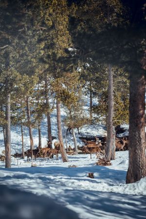 Noble deers near trees between snow