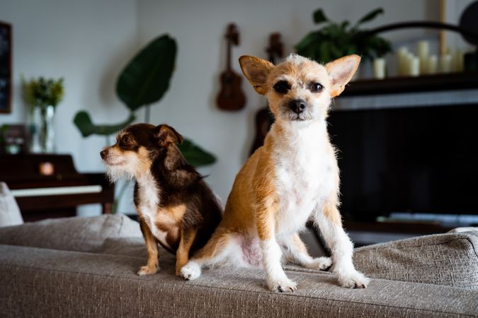 Two cute small dogs on back of sofa in living room