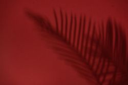 Top view of tropical leaf shadow on red background