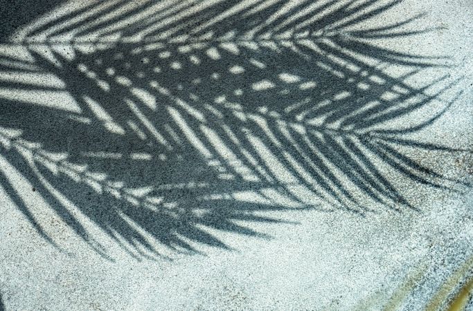Palm leaf shadows on concrete background