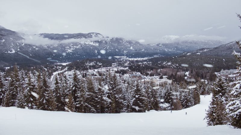 Fir trees in snow in sunny day