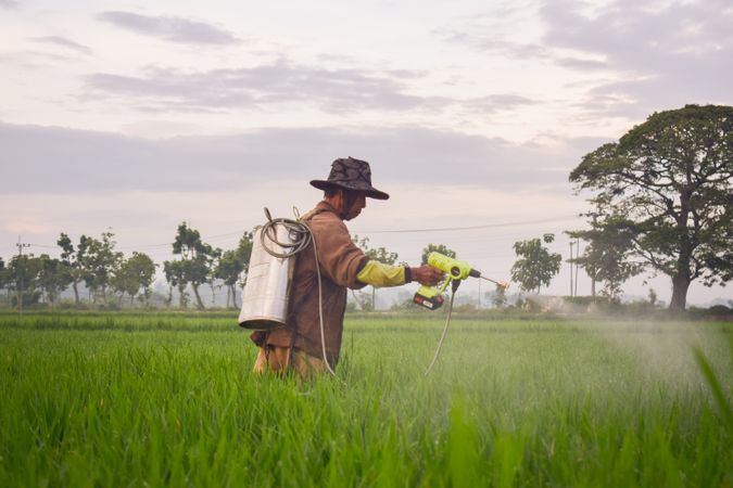 Indonesian farmer in long grass field spraying plants