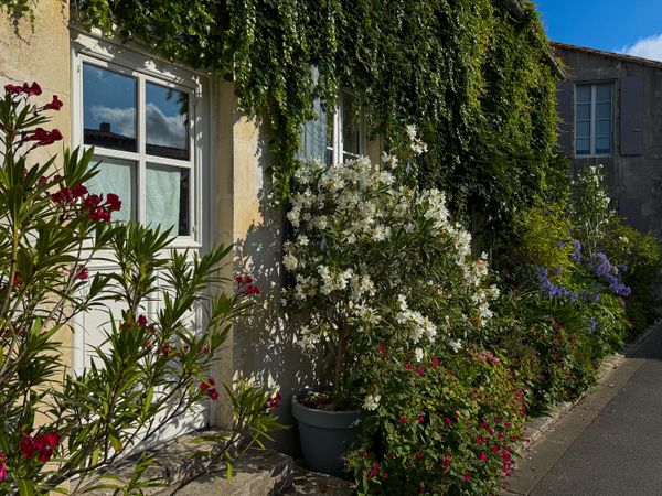 Detail of overgrown house front on Rue de la Motte, La Couarde-sur-Mer, France