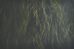 Oblong juicy grass on dark background