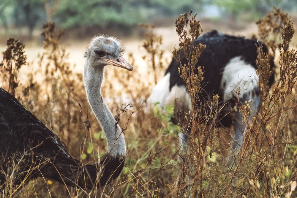 Herd of wild ostriches standing in dry grass of wonderful savanna in national park in Ethiopia