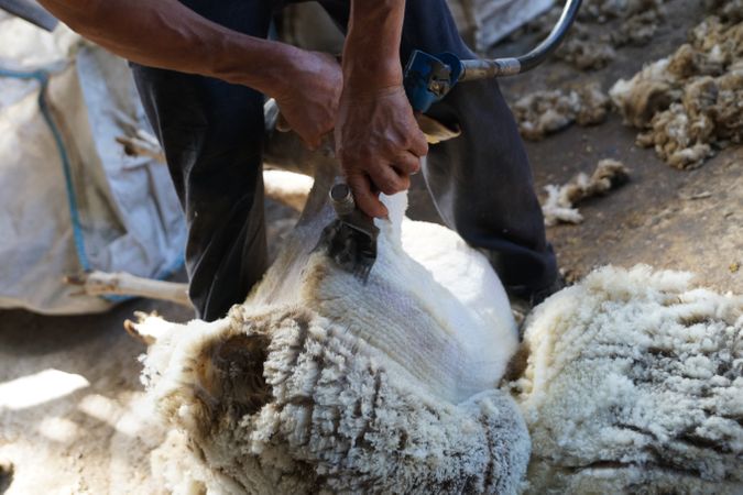 Crop man shearing sheep in barn
