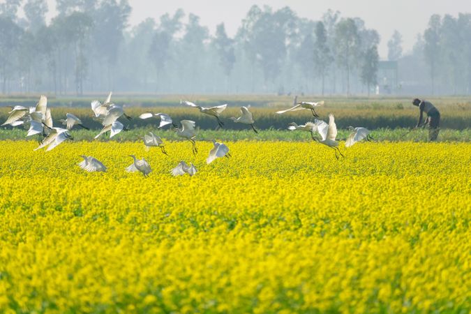 Bird flying over while farmer working in mustard flower field in Bangladesh