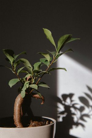 Miniature Bonsai Tree in Ceramic Pot Still Life