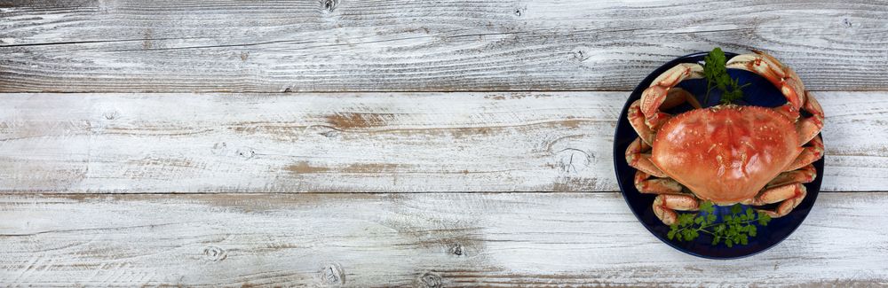 Overhead view of a single cooked large Dungeness crab on dark blue plate with ample copy space on wood background